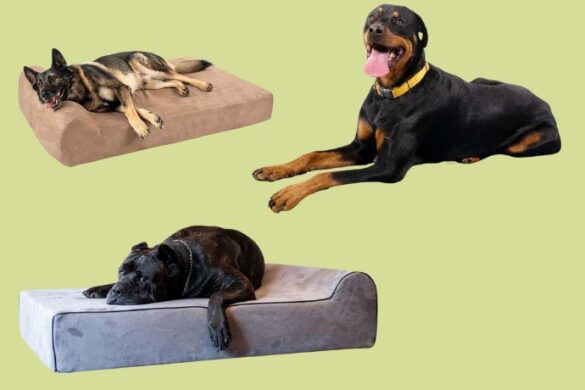 Best Dog Beds for Large Breeds 10 Top Picks Buyers Guide